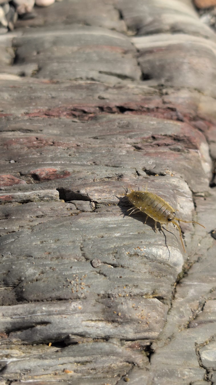 a cool little vertebrate crawling about on a rock