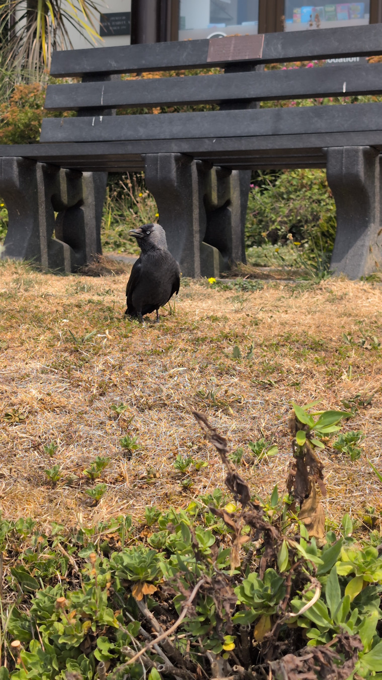 A crow strutting about on a lawn
