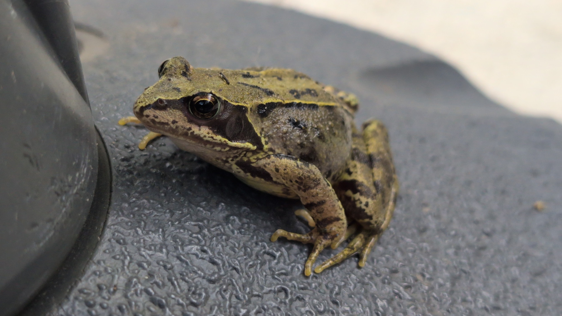 A large frog on the base of my patio table umbrella