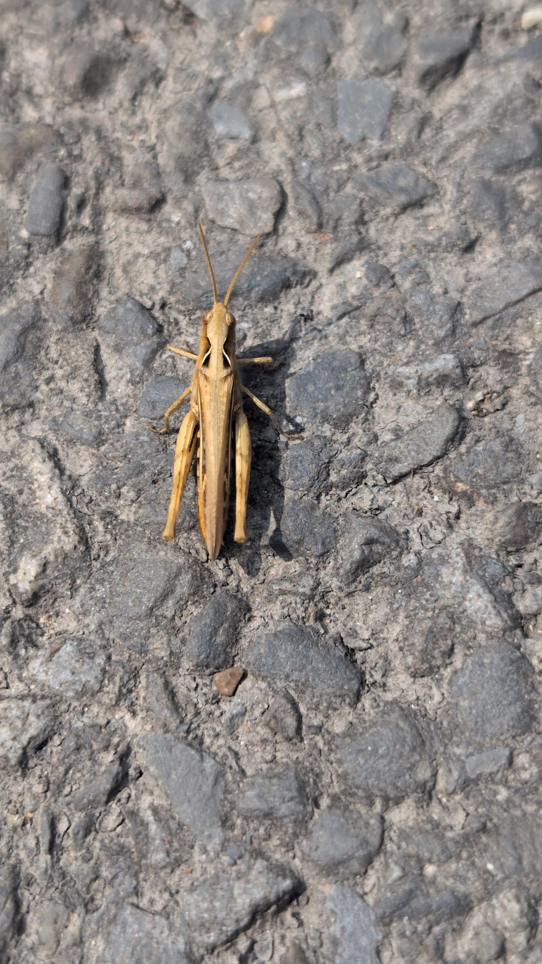 a grasshopper or cricket or something (I'm not a scientist) on tarmac